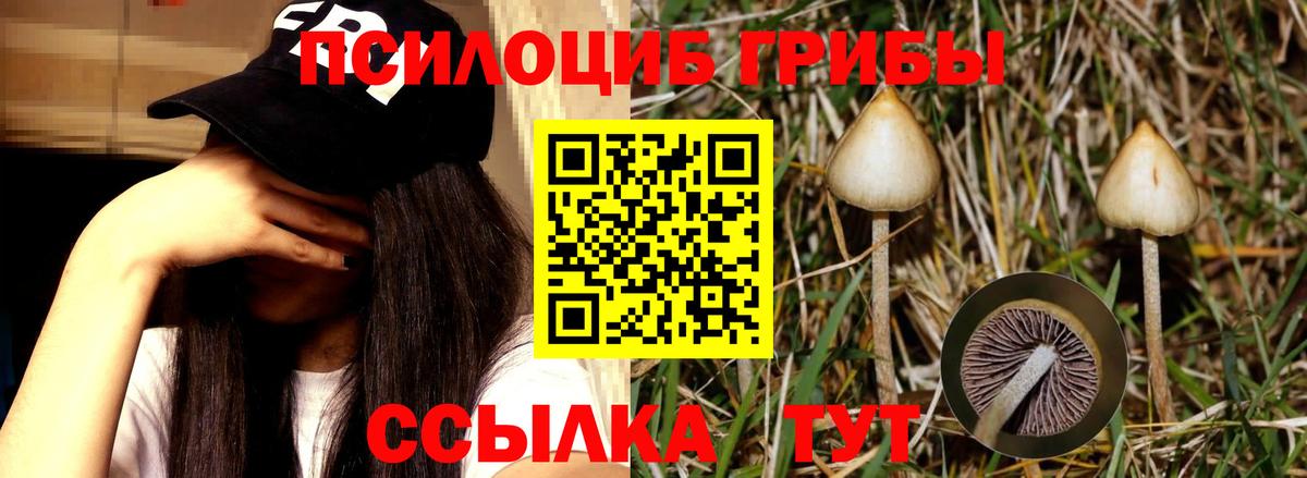 Псилоцибиновые грибы Cubensis Славянск-на-Кубани